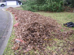 My second day of gathering oak leaves and I started here.