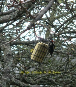 No worries, little woodpecker .. I have lots of suet for the winter .. nibble away!
