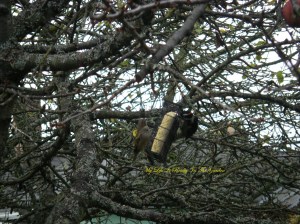 Our visiting Downy Woodpecker ...
