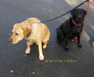 Two beautiful dogs in the neighbourhood .. aren't they sweet!!