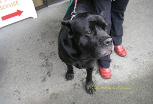 Handsome Jada . .what a calm lovely fellow he is!