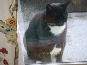 Oh, Mr. Duncan, playing the "open the door .. close the door" game that cats love to play