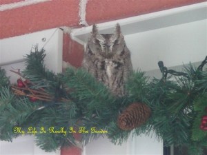 Horned owl Pictures 003 (2)
