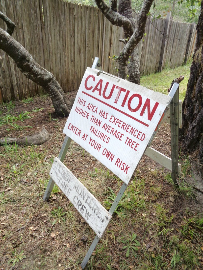 failed trees.jpg