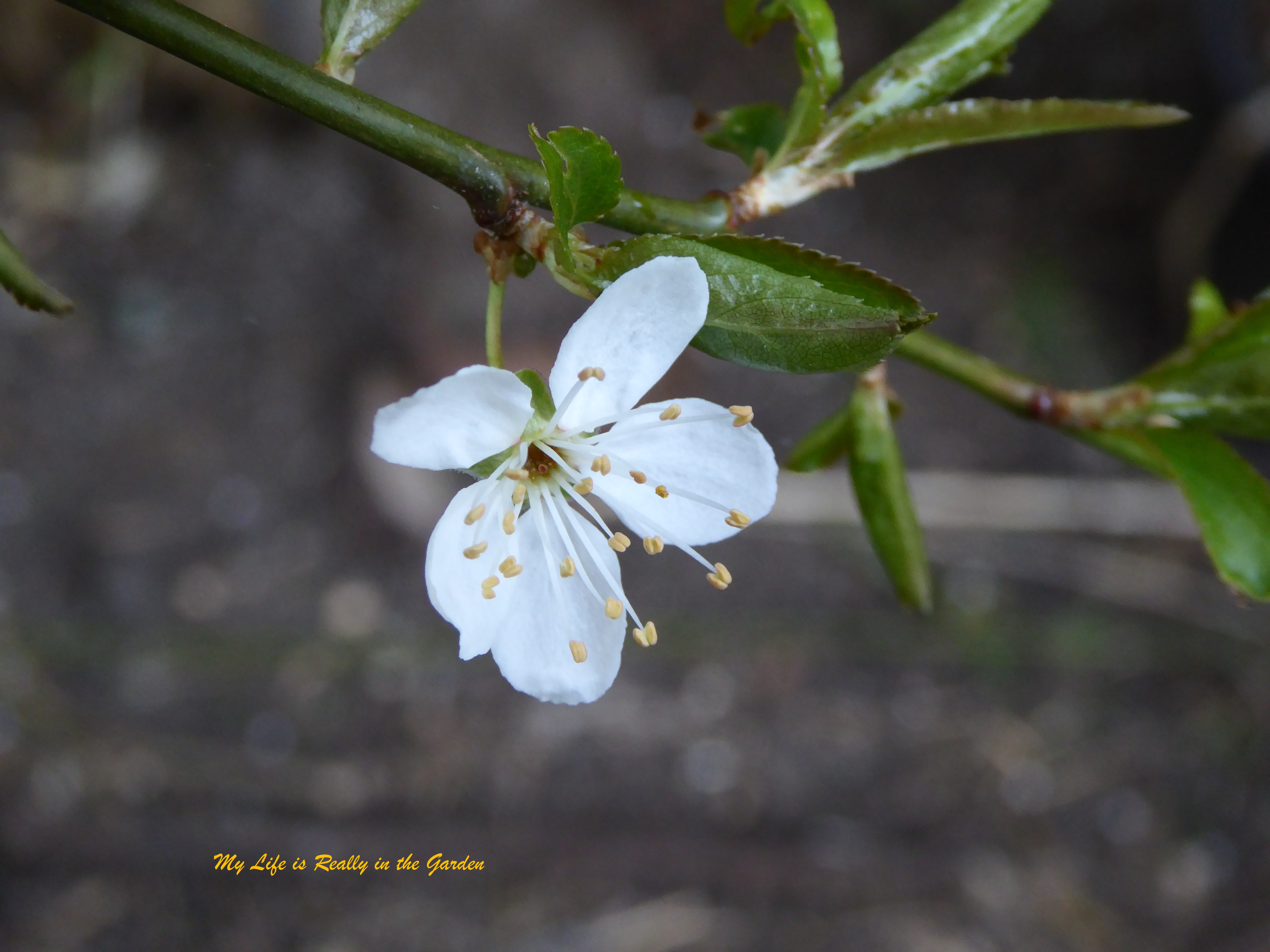 Blog, June 5, 2018 02