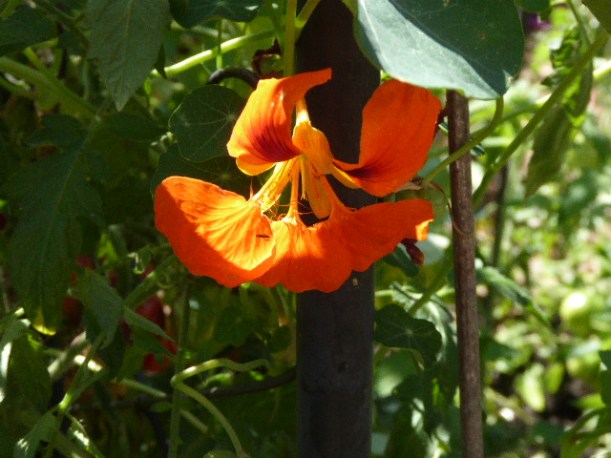 32, single nasturtium