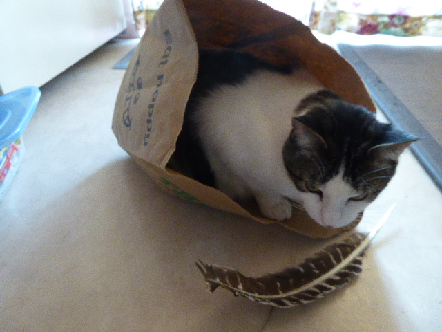 Spoiler &amp; bag &amp; feather